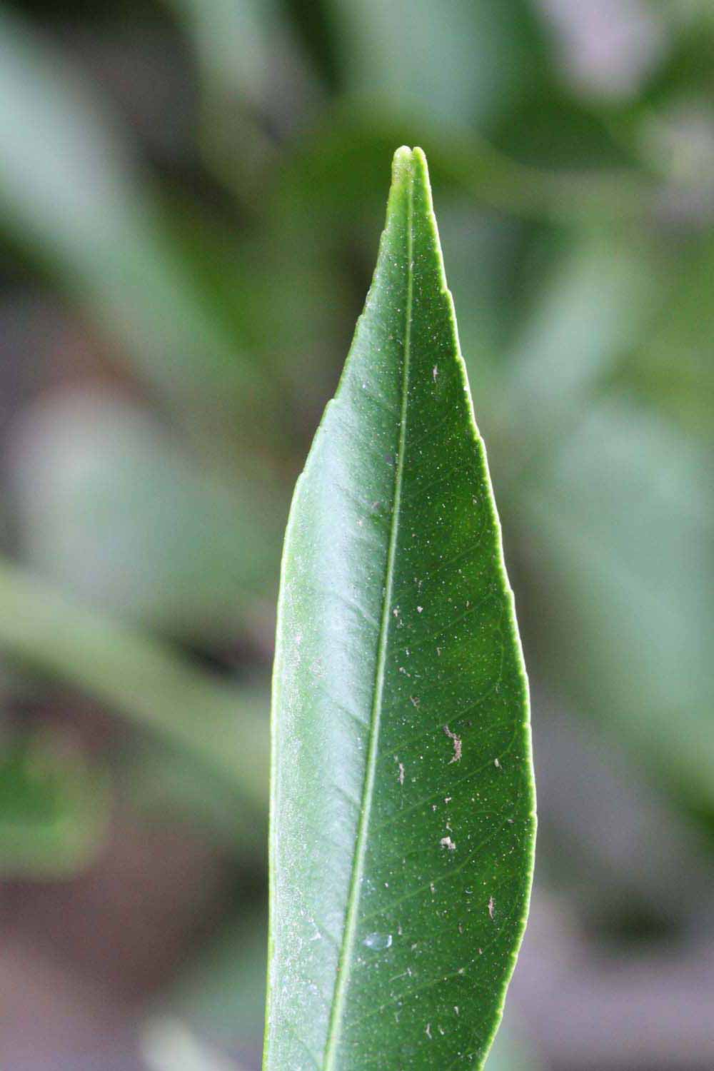              Margin (Riverside, CA)       